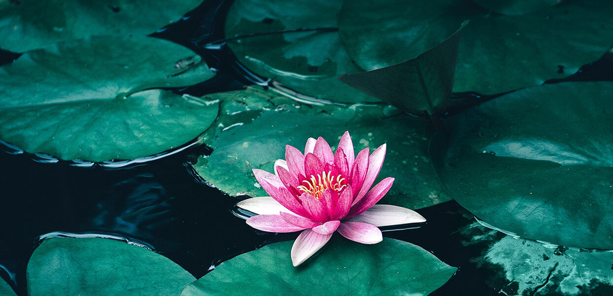 De Lotus en de Modderpoel