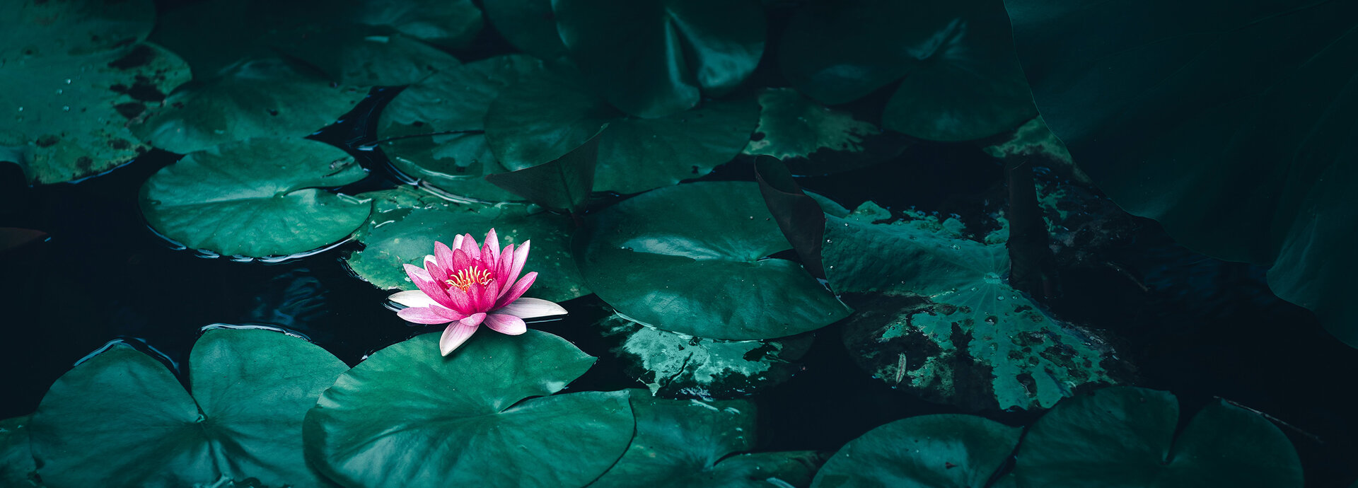 De Lotus en de Modderpoel